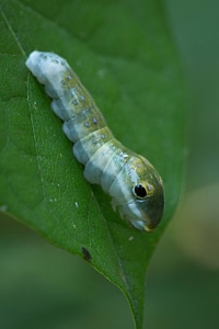 Spicebush Swallowtail larvae-1