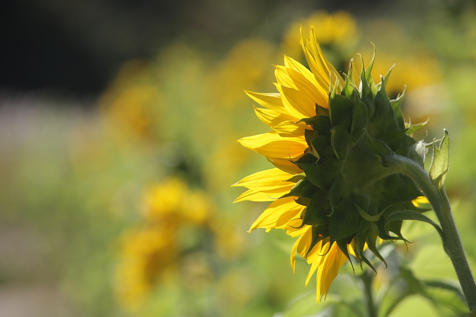 Flowers sunshine yellow