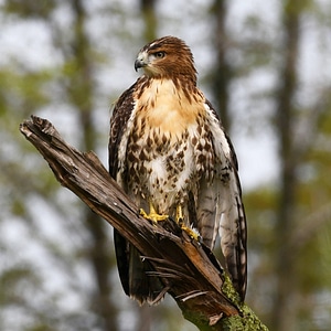 Red-tailed hawk-2 photo