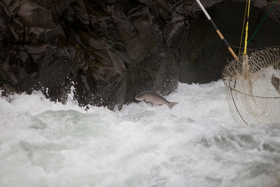 Salmon escapes traditional dip fishing nets
