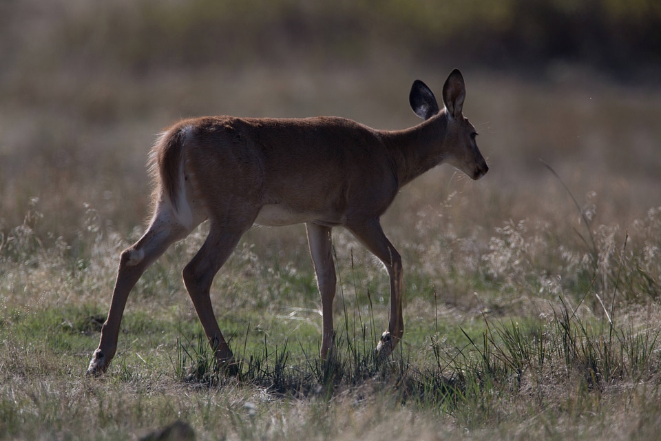 Young deer close-up
