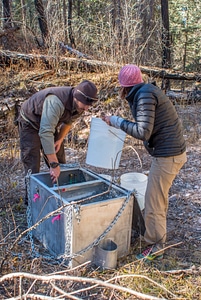 Biologists dip net Gila trout out of tank into buckets-4