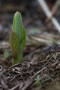 Common Milkweed-2