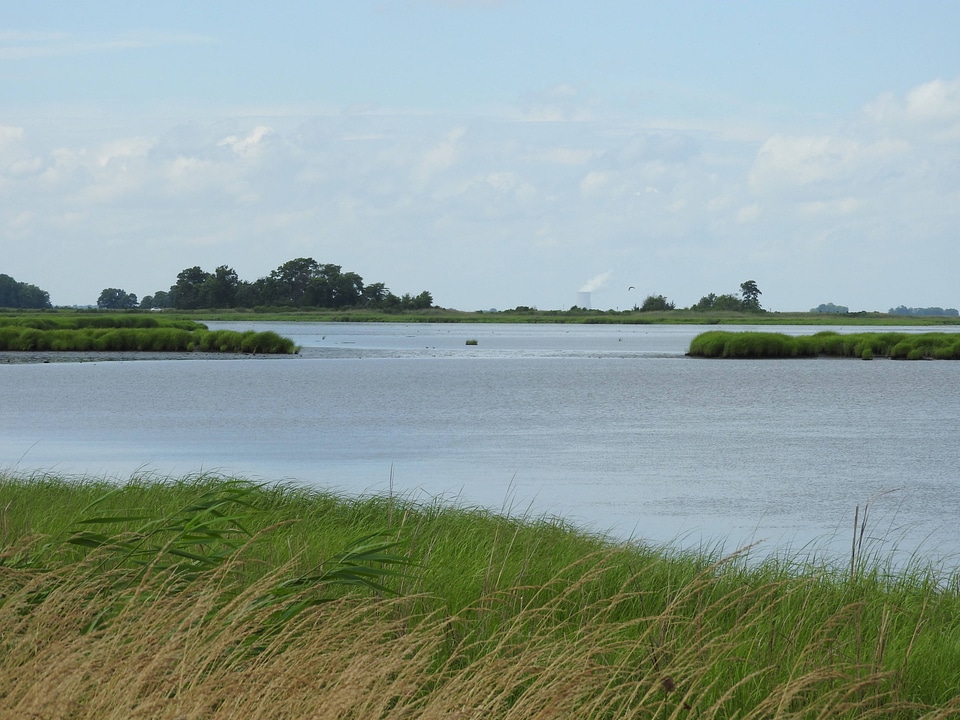 Saltmarsh along the Wildlife Drive