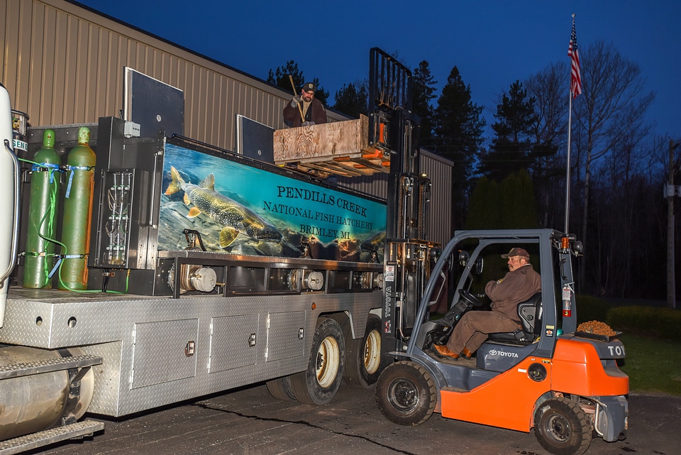 FWS loading juvenile lake trout onto hatchery trucks at Pendills Creek NFH