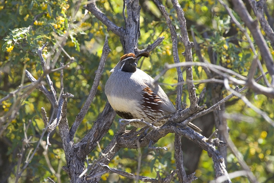 Masked bobwhite quail