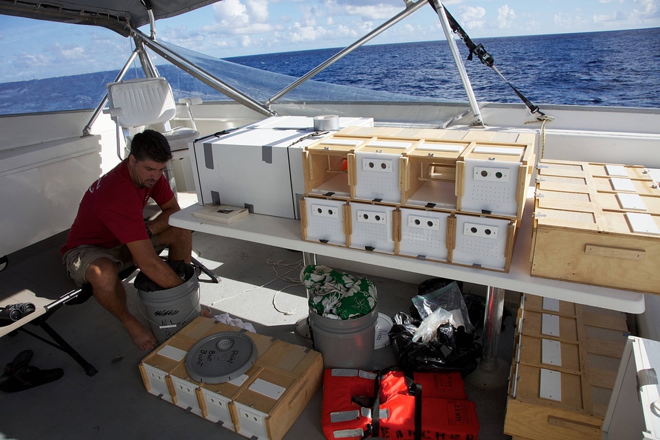 Nihoa Millerbird Translocation-3