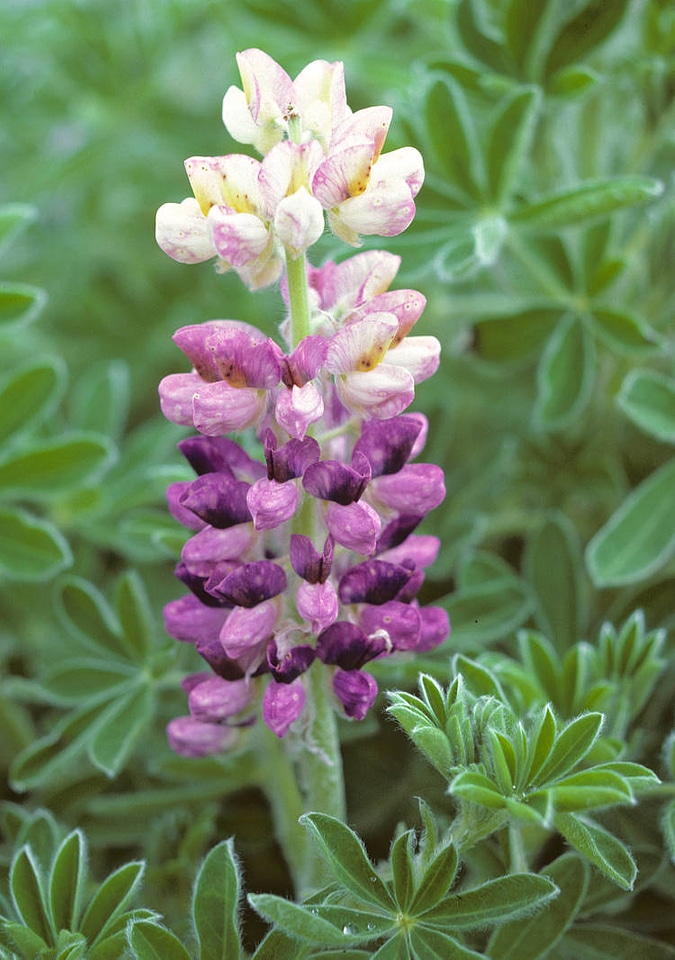 Nookta lupine