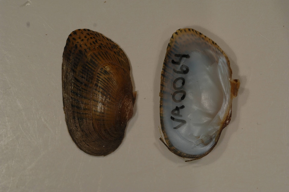 Epioblasma brevidens-1