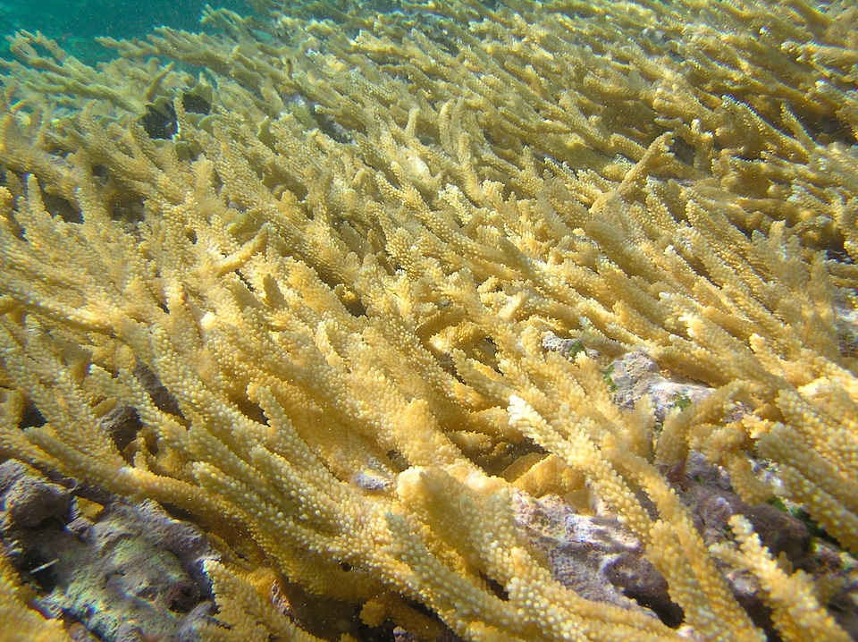 Underwater floor bottom