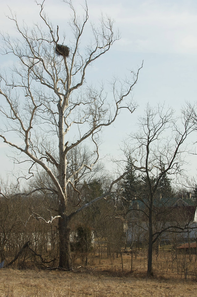 NCTC Eagle's nest-1