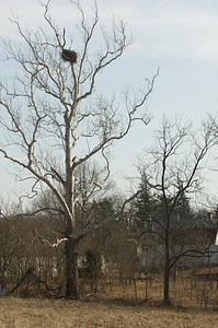 NCTC Eagle's nest-1