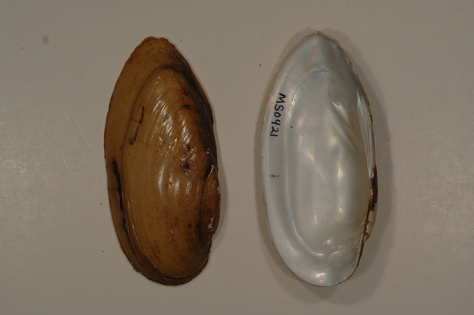 Lampsilis teres-2