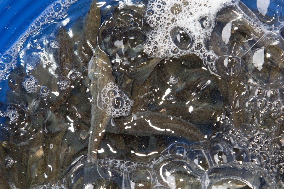 Infesting smallmouth bass with freshwater mussel larvae-3