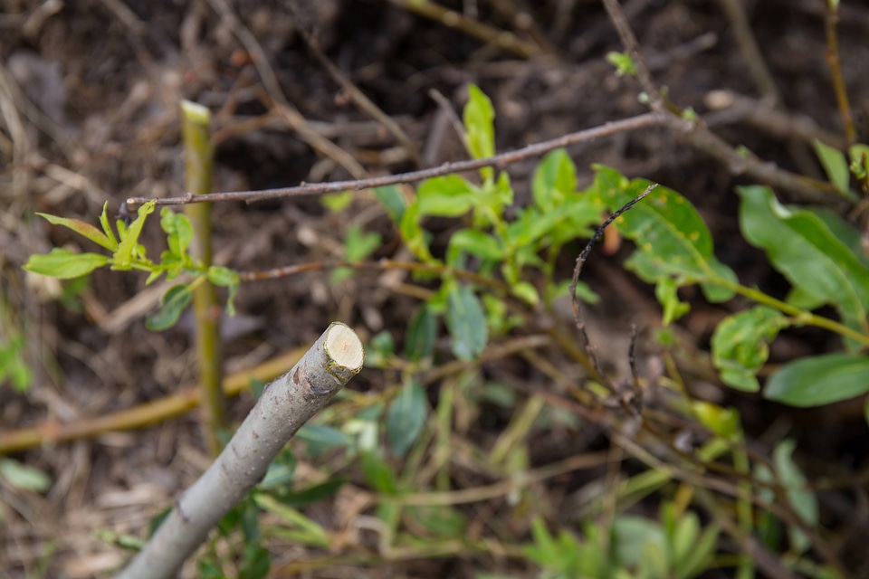 Cutting from willow tree