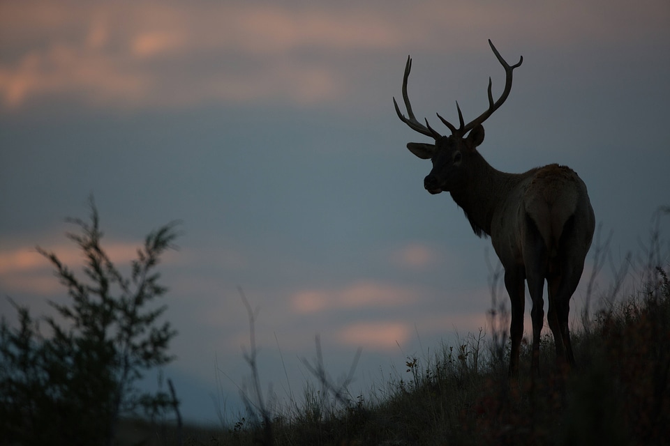Bull Elk silhouette-3