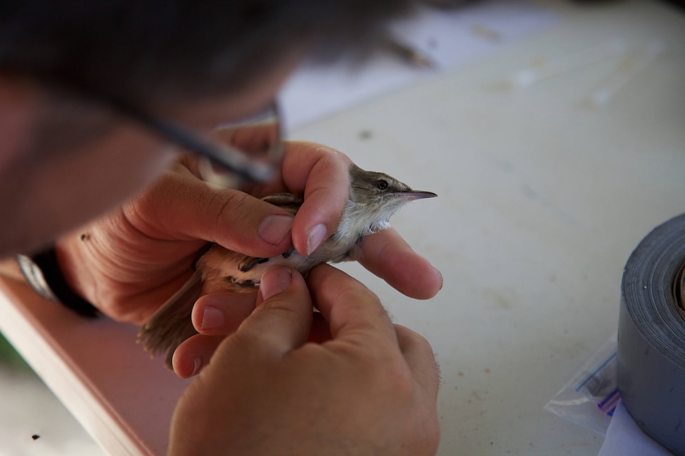 Nihoa Millerbird Translocation-4