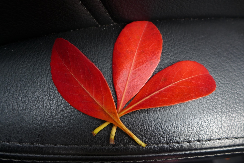 Foliage leaf fall