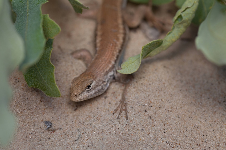 Dunes sagebrush Lizard-5
