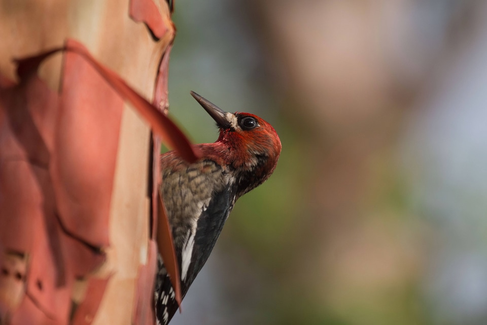 Red-breasted Sapsucker