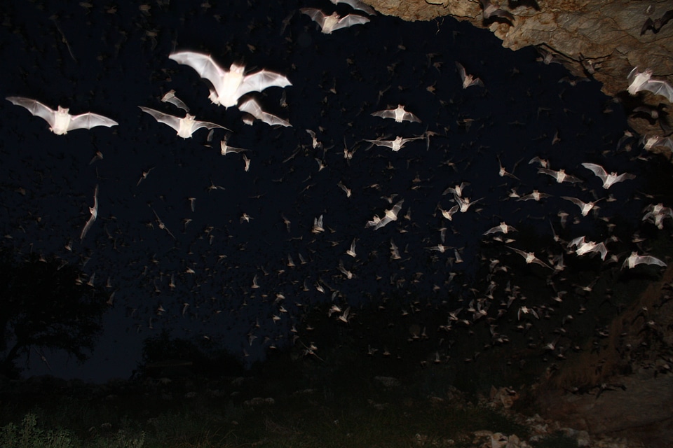 Mexican free-tailed bats exiting Bracken Bat Cave