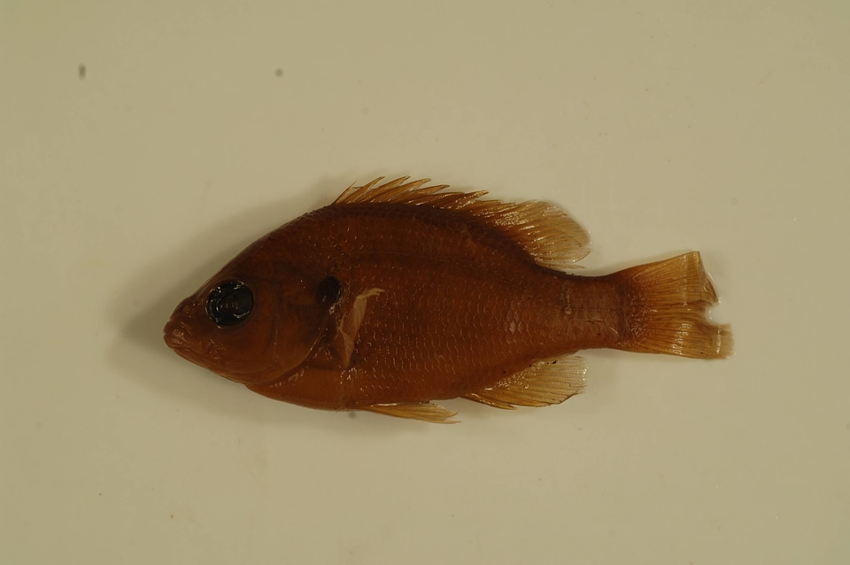 Lepomis megalotis-2