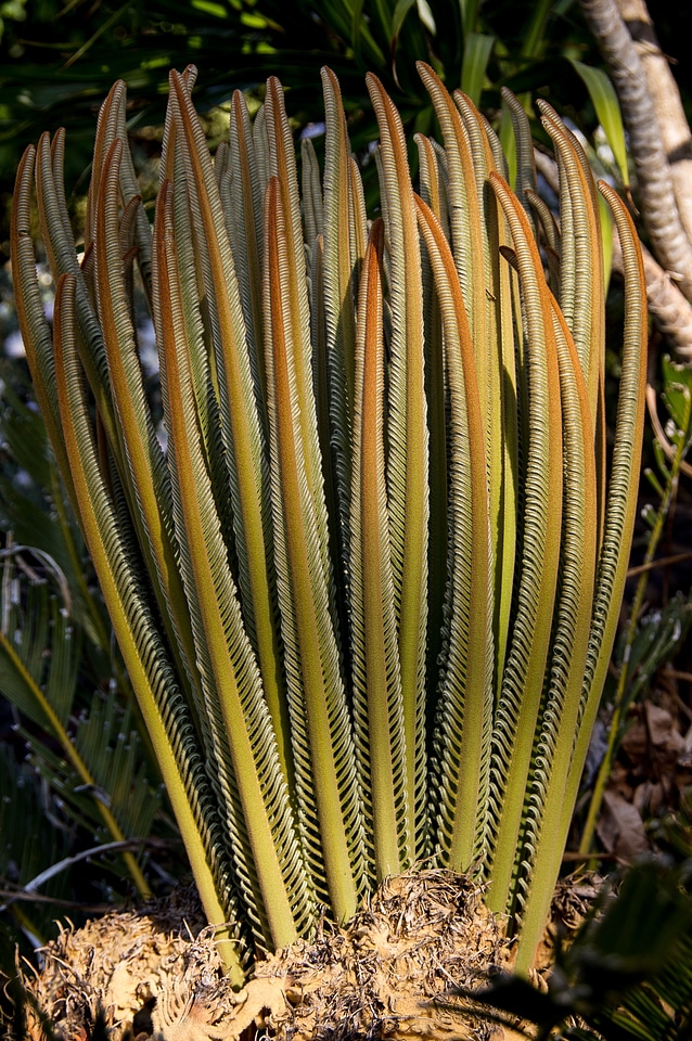 Growth native green