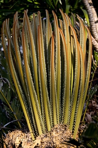 Growth native green