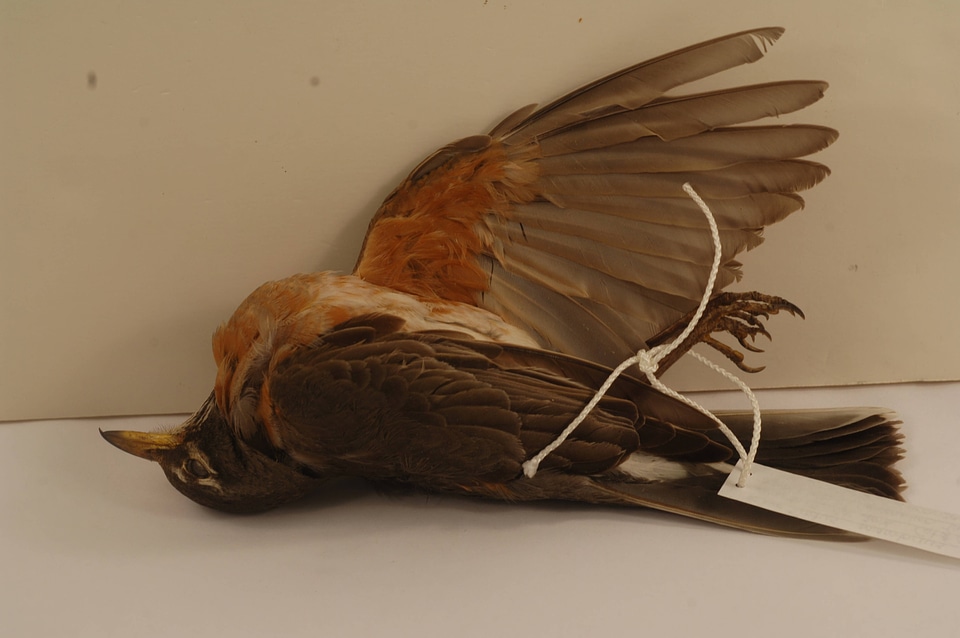 Turdus migratorius