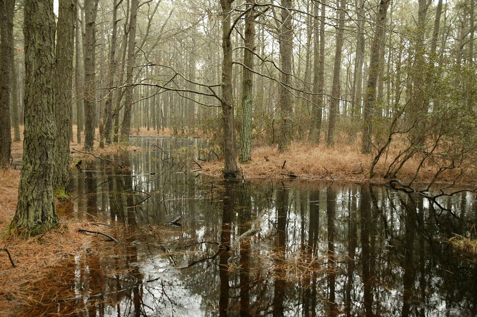 Wetland area of the pine forest