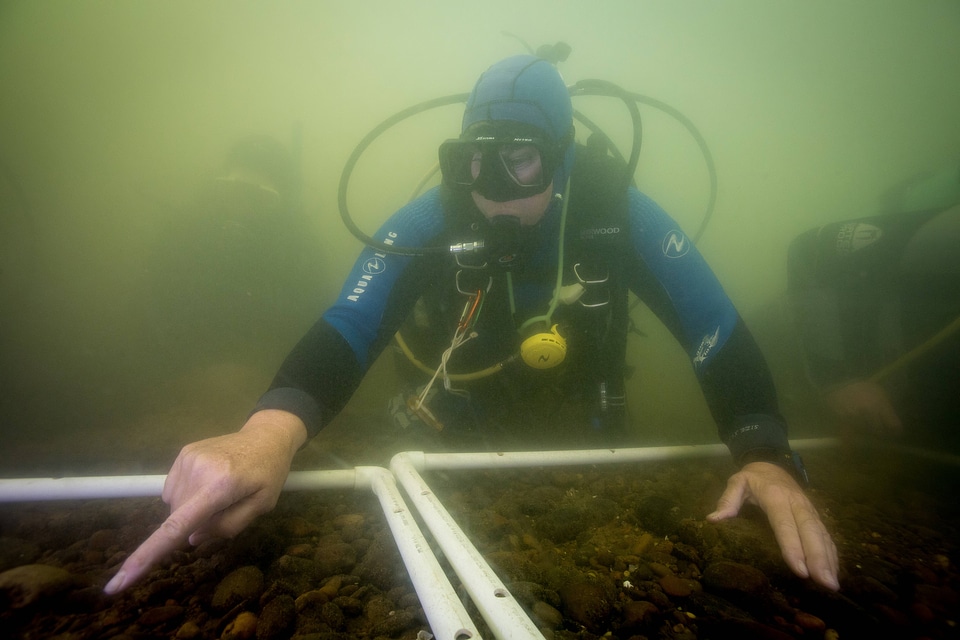 Divers checking for mussels