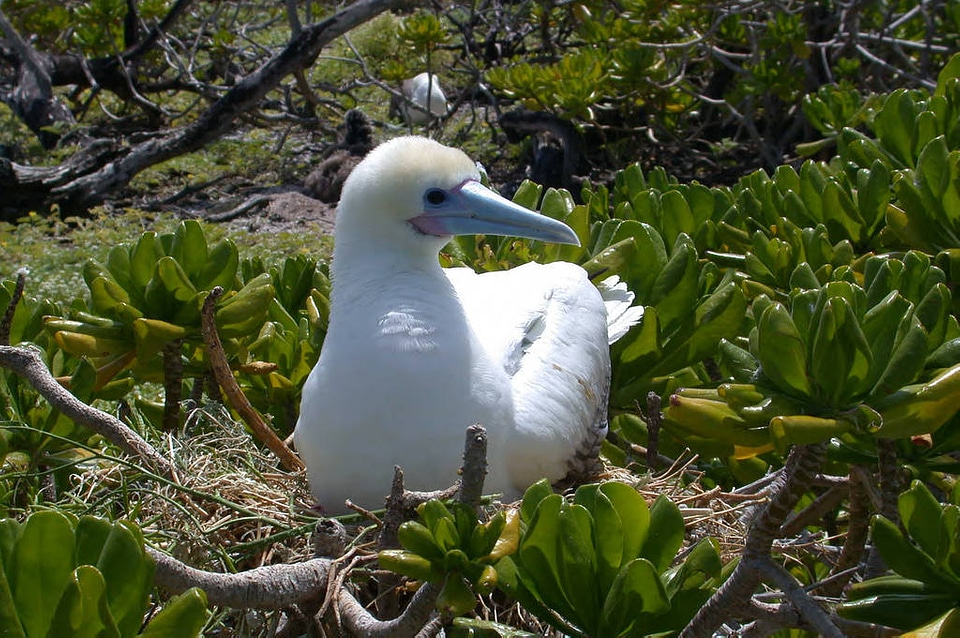 Red-footed Booby on Nest photo