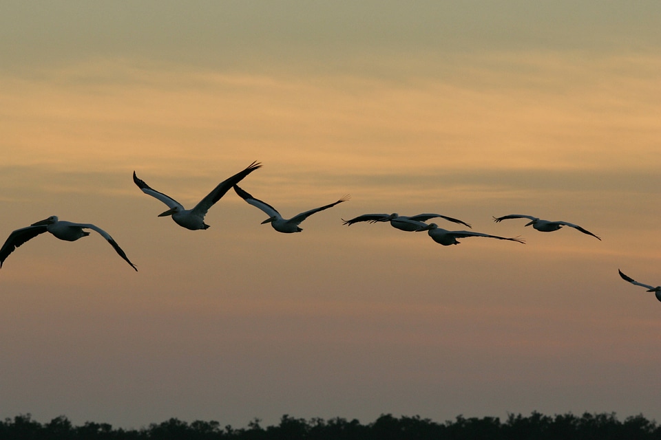 Birds flying in the sunset photo