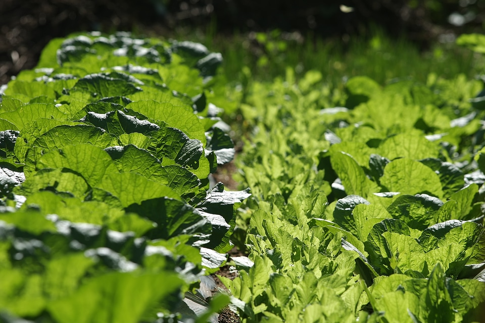 Vegetables green autumn leaves