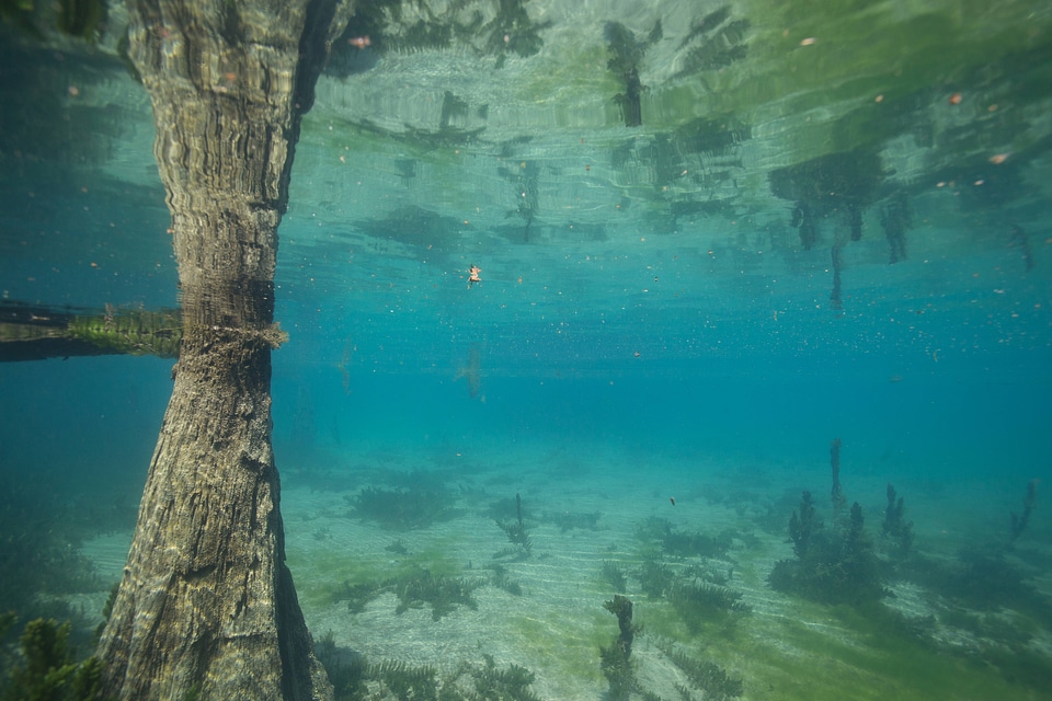 Bald cypress stump mirror image