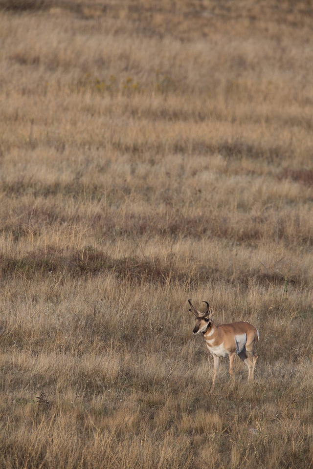 Pronghorn Antelope in landscape