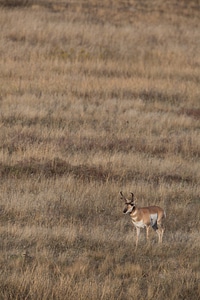 Pronghorn Antelope in landscape