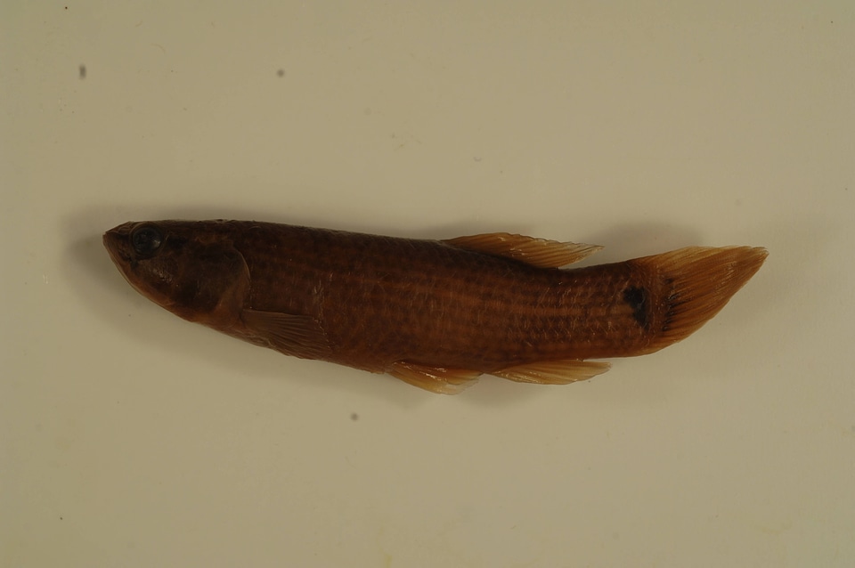 Umbra pygmaea-2