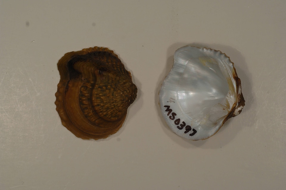 Amphinaias refulgens