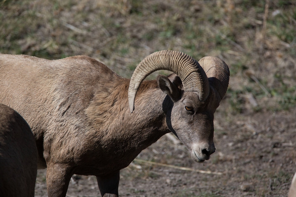 Rocky Mountain Bighorn sheep close-up-1