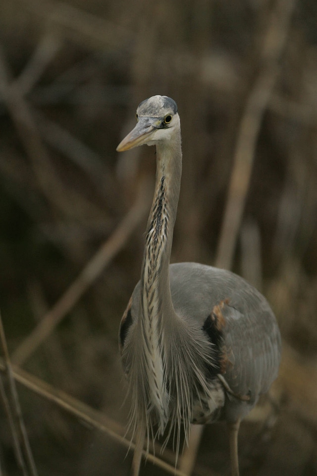 Great Blue heron-1