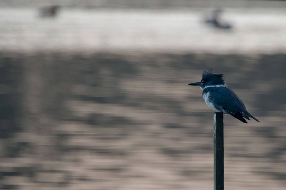 Belted Kingfisher-1