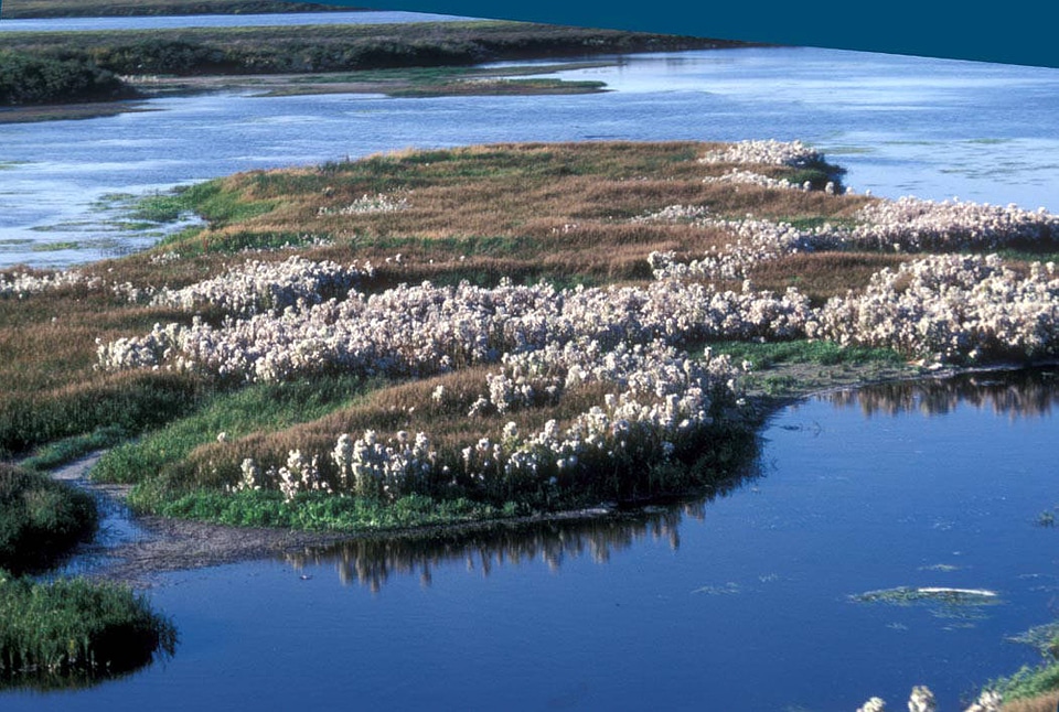 Cottongrass on Selawik River