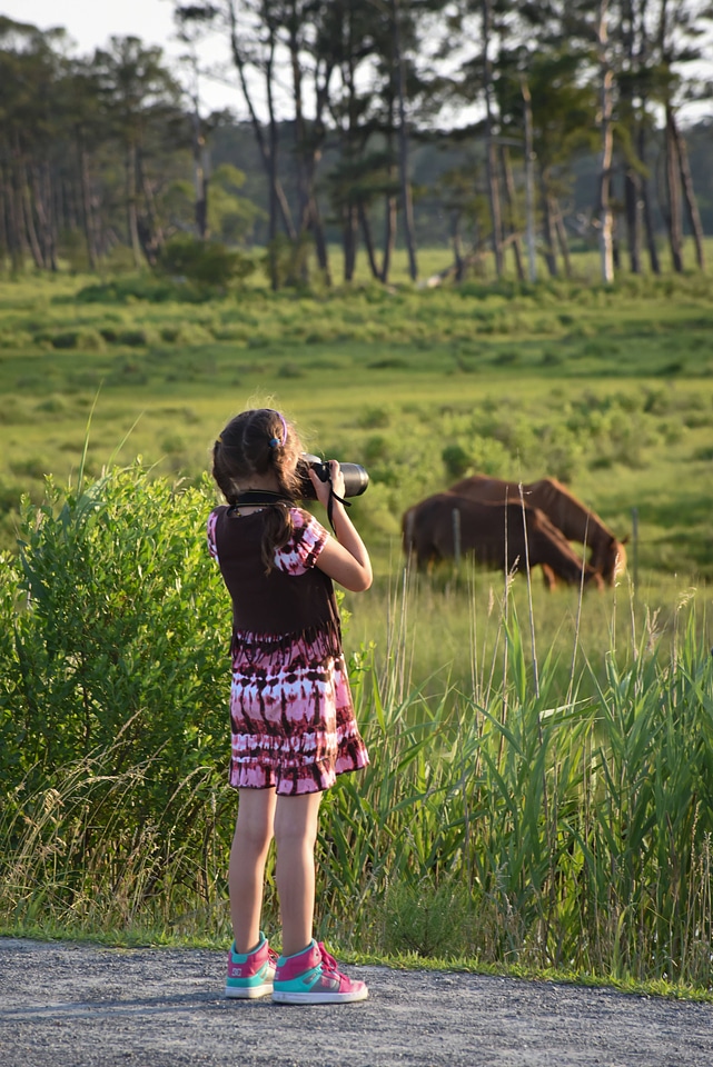 Visitor looking at wild ponies in field-2