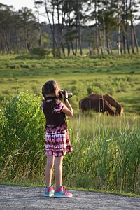 Visitor looking at wild ponies in field-2