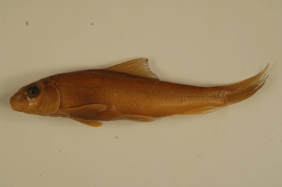 Moxostoma duquesnii-3