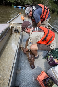 Biologist with gulf sturgeon on the Choctawhatchee River-3