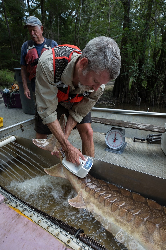 Fisheries biologist processes Gulf sturgeon-1