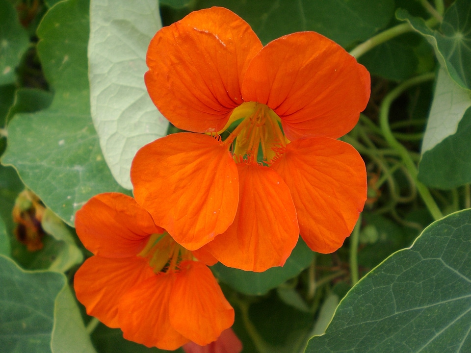 Orange close up blossom