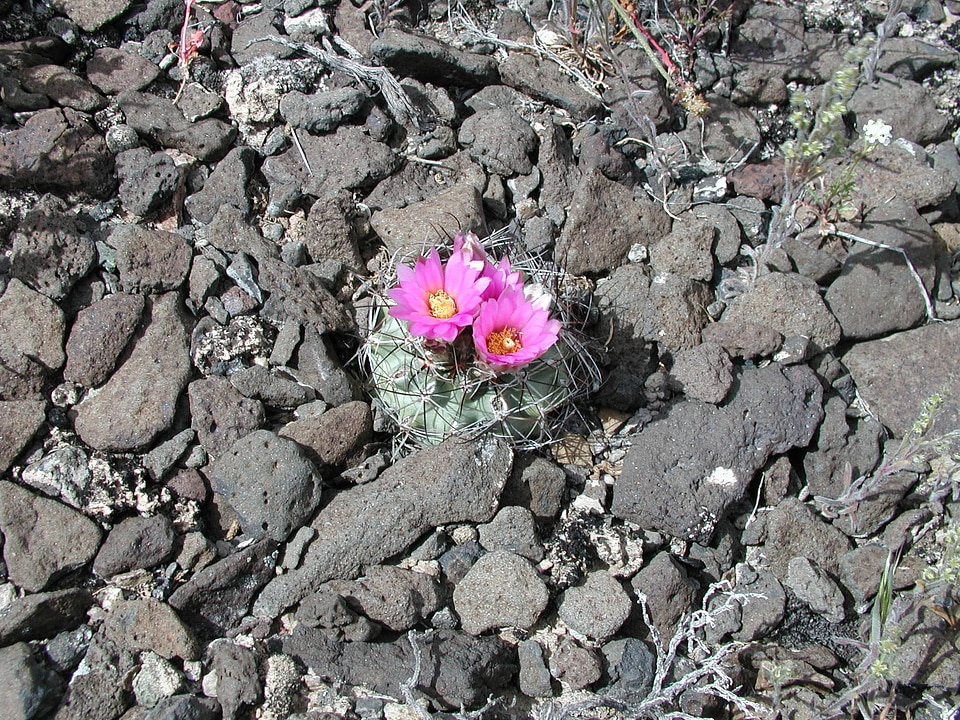 Colorado hookless cactus